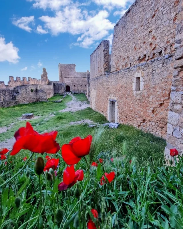 ¡El jardín improvisado del castillo de Gormaz!
Además de unas vistas verdes sobre los campos que baña el Duero, la primavera nos regala detalles como este en nuestra visita.

#gormaz #castillo #soria #soriaestademoda #turismo #españa #castillayleon #patrimonio #naturaleza